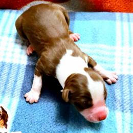 Maisy - Red tri female Miniature Australian Shepherd puppy in Punta Gorda, Florida from Christie's Creekside Aussies