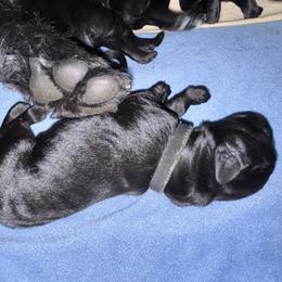 Black Collar - Black male Giant Schnauzer puppy in La Pine, Oregon from Oregon Giant Schnauzers LLC