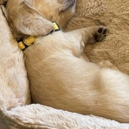 Dachshunds from Piedmont Doxies