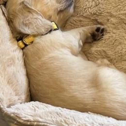 Dachshunds from Piedmont Doxies