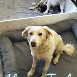 Border Collie and Siberian Husky Puppies from Alpine Tails