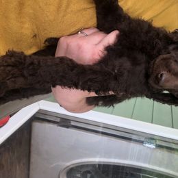 Aussiedoodle, Bernedoodle, and Poodle Puppies from Megan’s Spoiled Standards