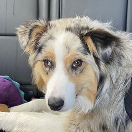 Ellie - Australian Shepherd
