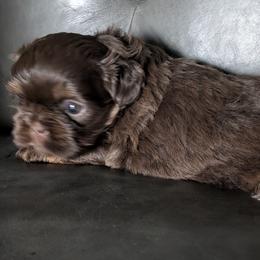 Nona - Liver female Shih Tzu puppy in Port Huron, Michigan from Shih Tzu Cottage
