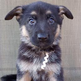 White Girl - Black and tan female German Shepherd puppy in La Pine, Oregon from Granville/Diamond Peak German Shepherds