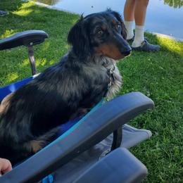 Groot - Dachshund