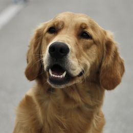 Golden Retrievers from Sunridge Goldens