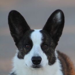 Buckshot - Cardigan Welsh Corgi