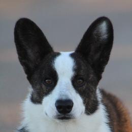 Buckshot - Cardigan Welsh Corgi