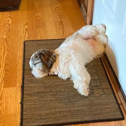Shih Tzu Puppies from Grandma Ts Precious Puppies