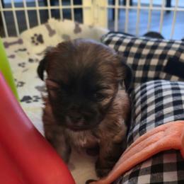 Pandy - Chocolate and tan female Shih Tzu puppy in Filer, Idaho from Shih Tzu Kennels