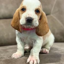 Angelica - Red and white female Basset Hound puppy in Oronogo, Missouri from Dutton's Show Me Farms