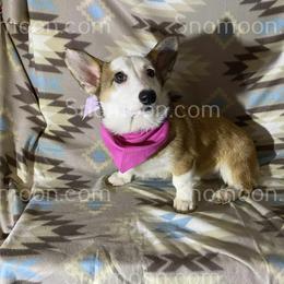 Baldface female PINK Collar - Red female Pembroke Welsh Corgi puppy in Eaton, New York from Snomoon Miniature Pinschers  & Pembroke Welsh Corgi