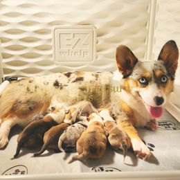 American Corgi puppies from Whimsical Treasure Corgis