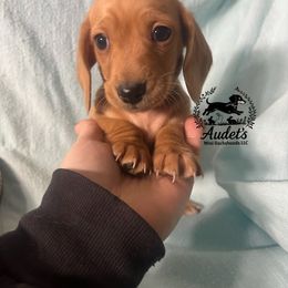 Holly - SH red female - Cream female Dachshund puppy in East Dover, Vermont from Audet’s Mini Dachshunds