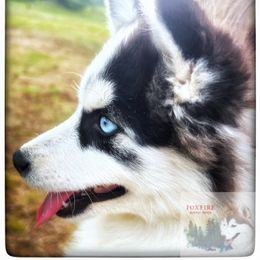 Pomsky Puppies from Foxfire Arctic Spitz