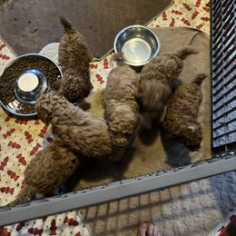 Male 1 - Apricot male Poodle puppy in Canterbury, Connecticut from Diamonds in the Sky