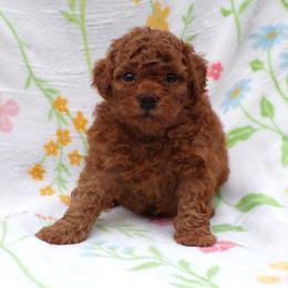 Mateo - Red  male Poodle puppy in Hurricane Mills, Tennessee from Scenic Hills Kennels