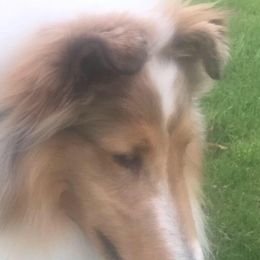 Collies from Hillsong Collies