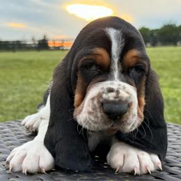 Buck - Black white and brown male Basset Hound puppy in Richmond, Kentucky from Walters Hollow Hounds