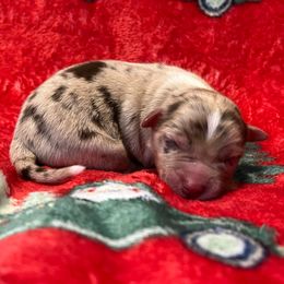 Minimal white red merle - Red merle male Miniature Australian Shepherd puppy in Connelly Springs, North Carolina from Appalachian Aussies