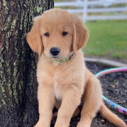Goldendoodle and Golden Retriever Puppies from Stay Golden