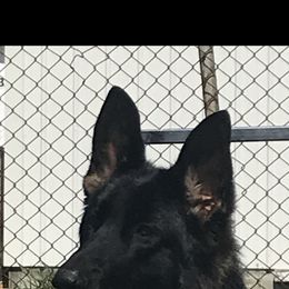 German Shepherds from Breton gsd