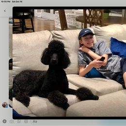 Poodle Puppies from Ocala Standard Poodles