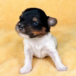 Oogie - Parti male Yorkshire Terrier puppy in Jacksonville, Florida from Yorktown Yorkies