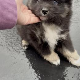 Katie - Black female Pomsky puppy in Long Grove, Illinois from Windy City Pomsky