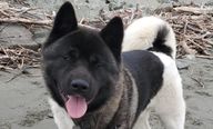 A dark Akita looks into the camera