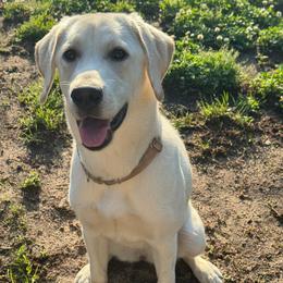 Stella - Yellow female Labrador Retriever puppy in Hartly, Delaware from Triple Threat Labradors