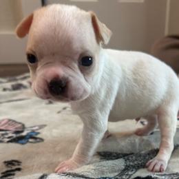Nemo - Seal and white male Boston Terrier puppy in Brazos Point, Texas from TX Southern Belle Bostons
