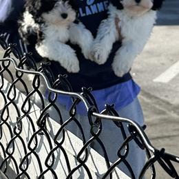 Kate - Parti Poodle puppy in Atlanta, Georgia from Sprinkle Me Puppy