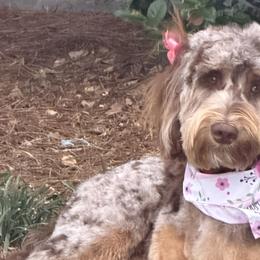 Assorted Doodle Crosses, Bernedoodles, Goldendoodles, and Poodles from Kava Kennels
