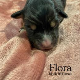 Flora - Black tri-color female Australian Shepherd puppy in Columbia, Kentucky from Caywood Aussies
