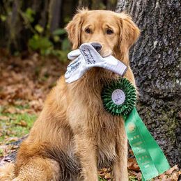 Tycho - Golden Retriever