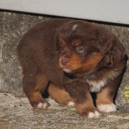 Jocasta - Red tri-color female Miniature American Shepherd puppy in Hillsdale, Michigan from Faithwalk Aussies and Mini American Shepherds