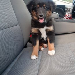 Australian Shepherd and Miniature Australian Shepherd Puppies from Renegade Point Stock Dogs
