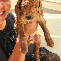 Goldendoodle Puppies from Lucky's Doodlez