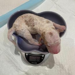 Magenta coller - Parti female Poodle puppy in Frisco, Texas from Maltese & poodle Lovers