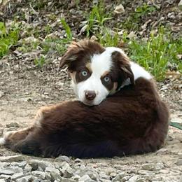 Autumn - Red tri female Miniature Australian Shepherd puppy in Somerset, Kentucky from Natural Life Ranch