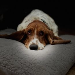 Basset Hound - Brown black and white female Basset Hound puppy in Murrayville, Georgia from Maple Farm Bassets