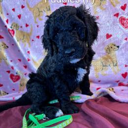 Puddles - Black female Goldendoodle puppy in Water Valley, Mississippi from Olympian Doodles