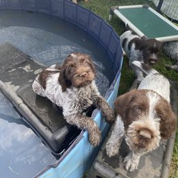 Wirehaired Pointing Griffon Puppies from Pine Barren Griffons