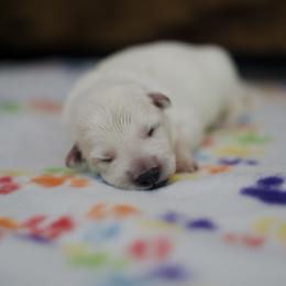 Berger Blanc Suisse Puppies from Moonlight Berger Blanc Suisses