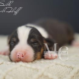 Silk (Fluff w Tail) - Black and tan female American Corgi puppy in Straughn, Alabama from Magnolia Creek Corgis