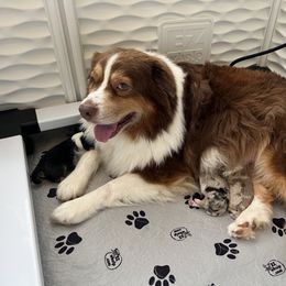Australian Shepherd Puppies from Emerald Mists Australian Shepherds