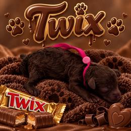 Twix - Brown female Poodle puppy in Southampton, New Jersey from Lavishly Loved Pets LLC