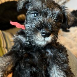 Miniature Schnauzer Puppies from Cedar Ridge Ranch Mini Schnauzers